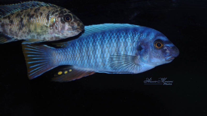 Labeotropheus fuelleborni 'Thumbi West Island'